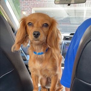 Meet your Posher, Lily